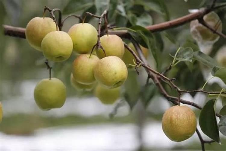 芸胎素在梨树上能用吗？什么时侯用？