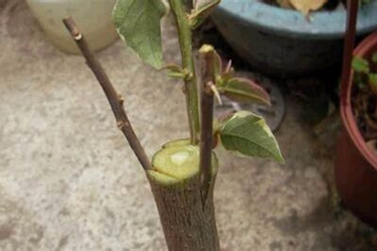 西瓜嫁接后需要喷施叶面肥吗？