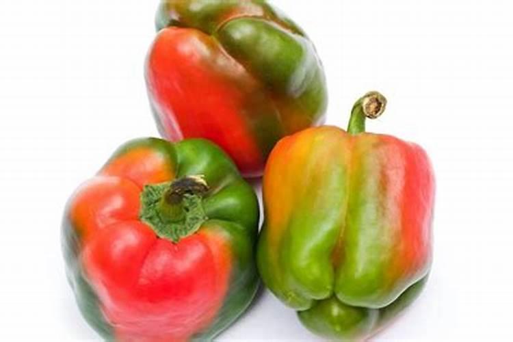 龙眼,黄皮,桔子,荔枝这几种果树一般施什么肥好？