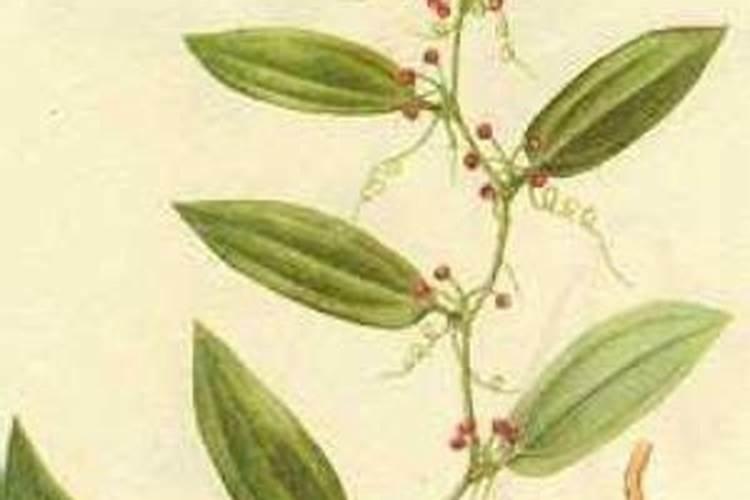 黄芩地用什么除草剂