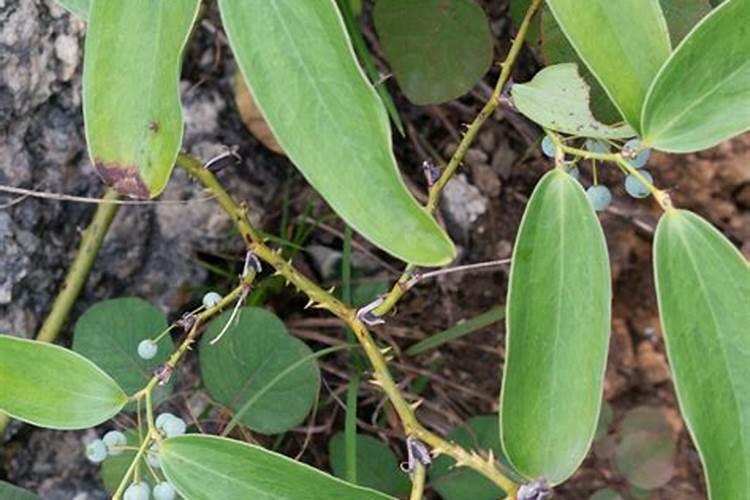 黄芩用什么除草剂