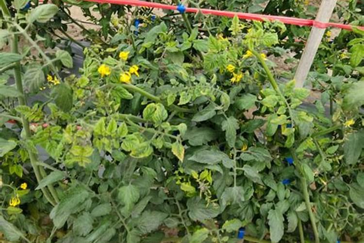 夏天可以种香菜吗