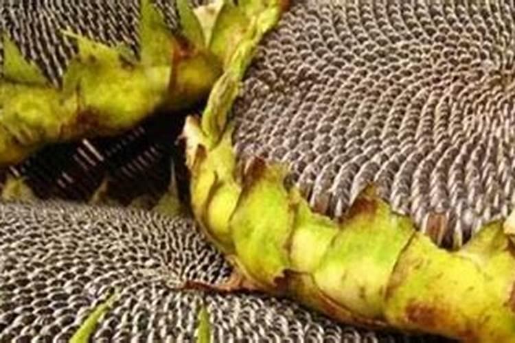 向日葵用什么肥料好？