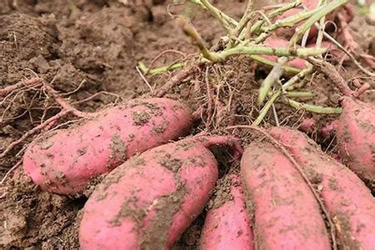红薯追肥用什么肥料好