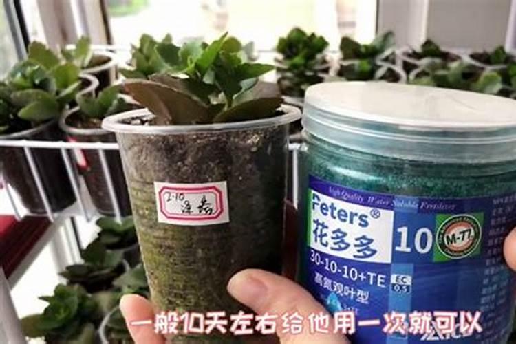 第一年葡萄小苗施什么肥(刚种葡萄苗用什么肥料长得快)