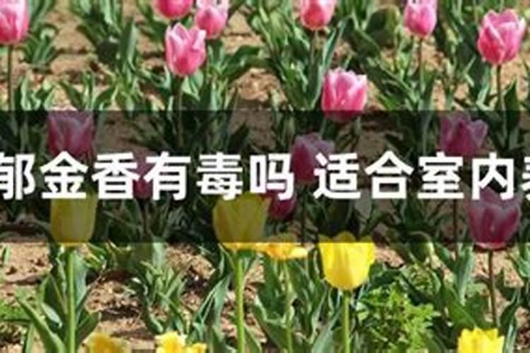 水培花卉用哪些肥