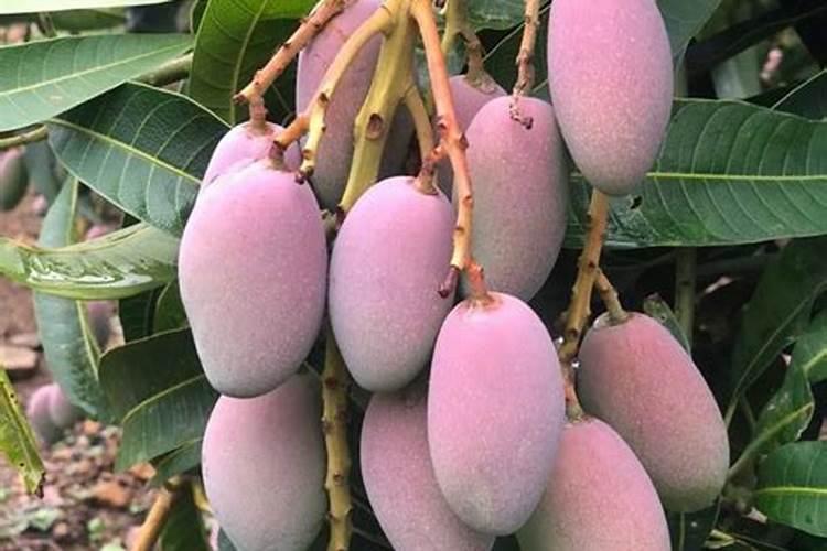 芒果要到成熟期了放氮肥它会催熟吗？