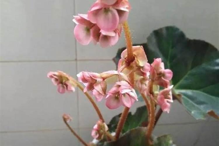 氮肥可以兑水浇花吗