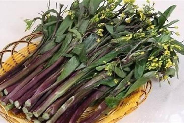 菜苔采收过2次,怎么越长越细,也不嫩,怎么补救？在线急等