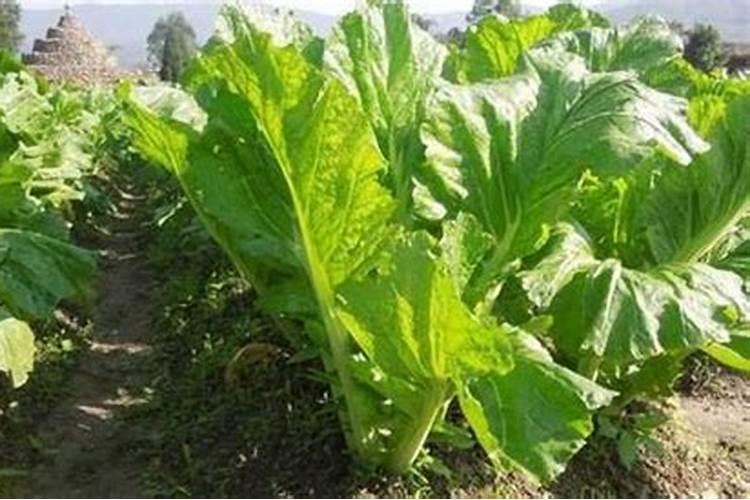 芥蓝种植时间及方法