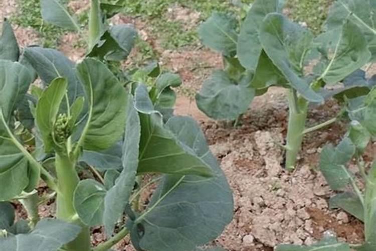 芥蓝多久施一次肥