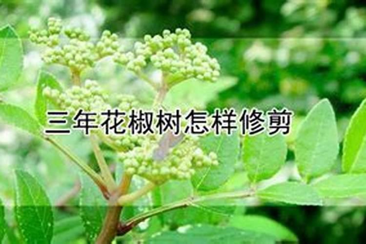 花椒树用什么肥料好