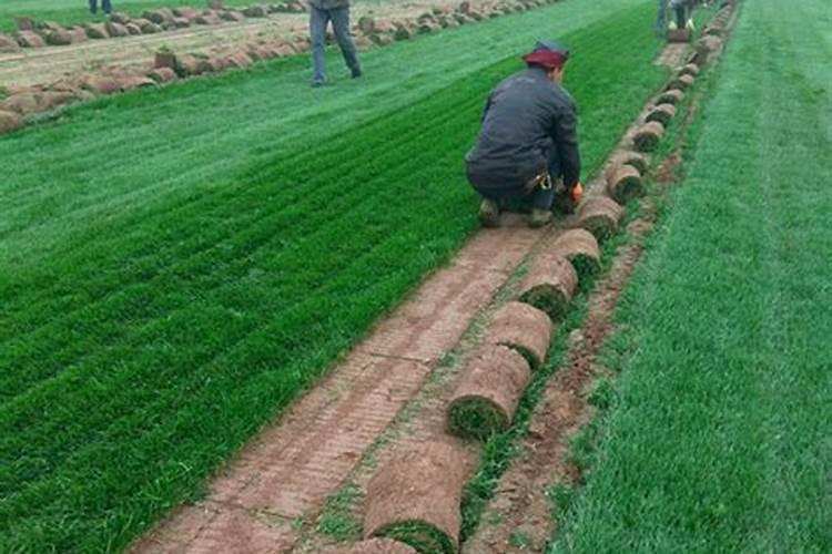 早熟禾需要什么肥料？