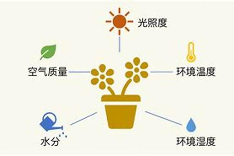 花生用什么肥最好