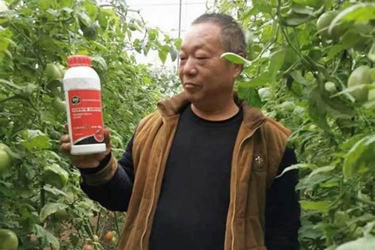 一般的大棚蔬菜用什么叶面肥、冲施肥好？!!