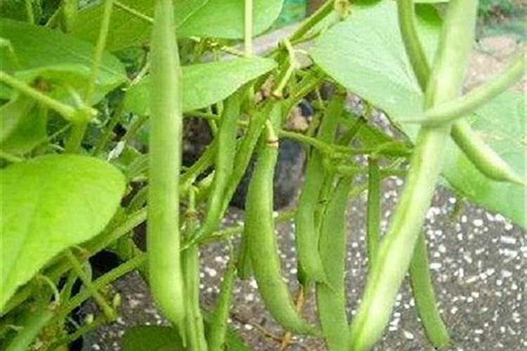 四季豆施肥的正确方法