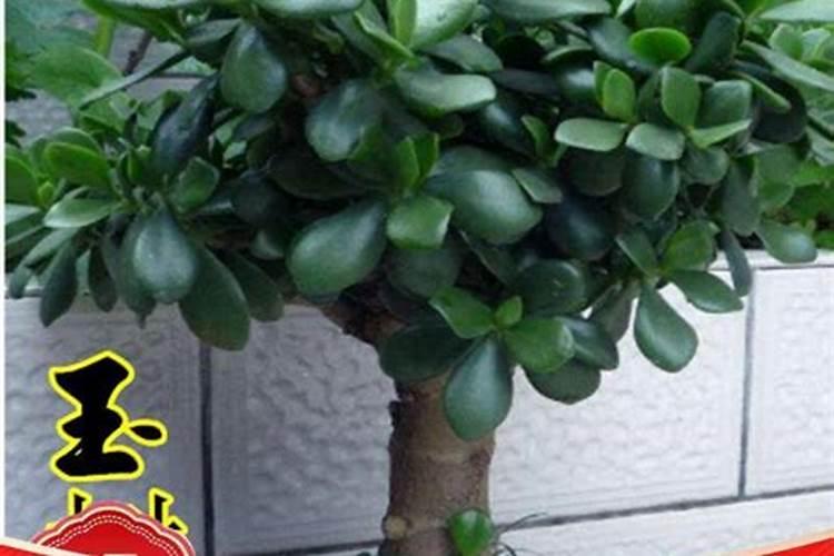 养护玉树用什么肥料最好？应该如何施肥？