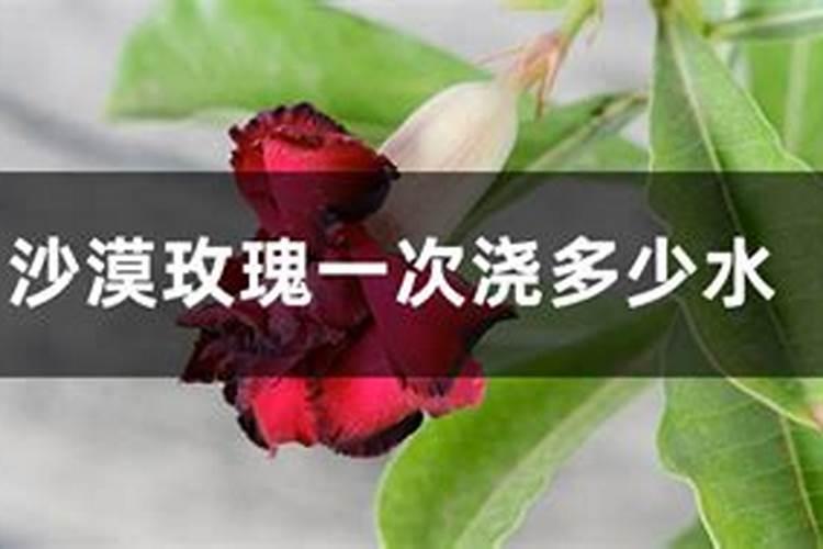 沙漠玫瑰可以施有机肥吗