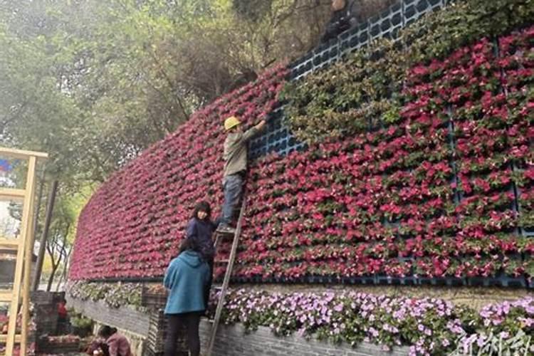 叶面肥的效果受什么影响？三七追施复合肥有效果吗？枸杞叶面肥批发