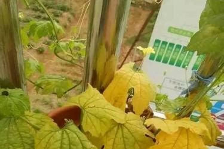 黄瓜喷醋好还是喷小苏打好