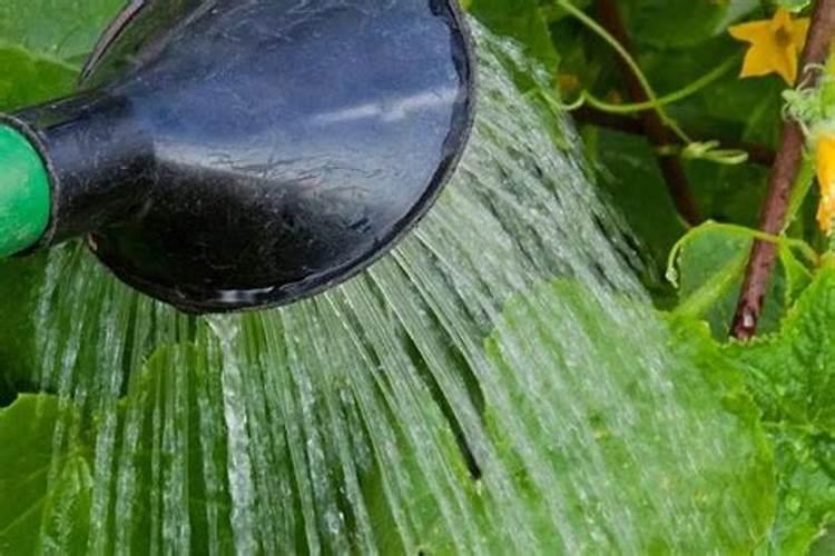 温室大棚黄瓜底肥怎样施肥？施多少为好