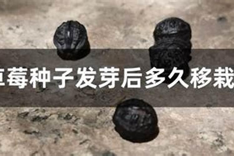 种下的草莓多久施肥