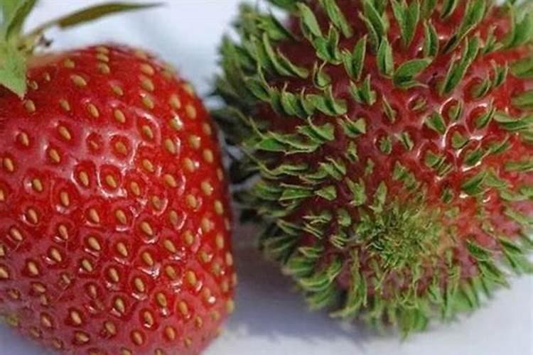 草莓多久施肥 草莓的施肥时间应该是多久一次？