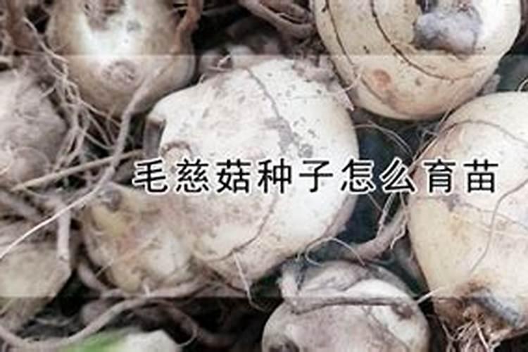 适合1一12月种的蔬菜有哪些？