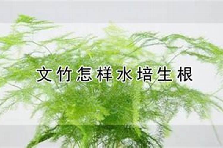 文竹用什么肥料最好