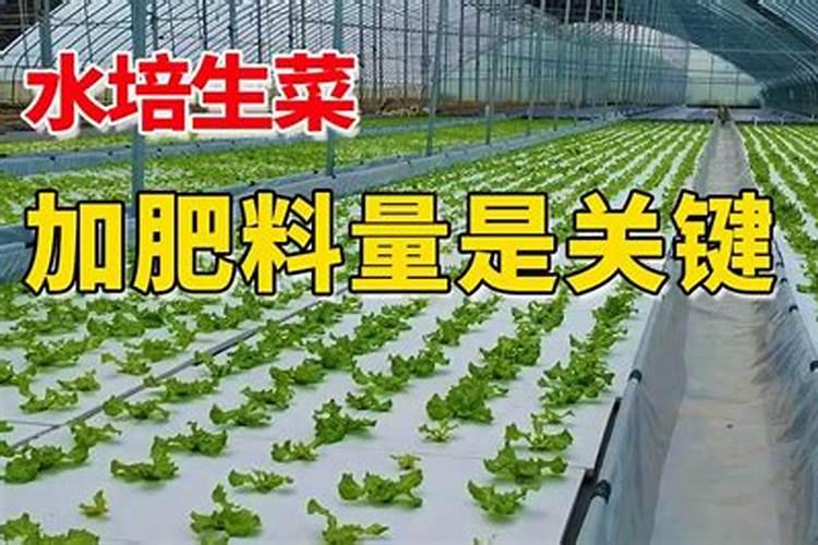 水培植物施什么肥料