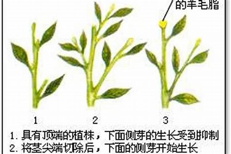 给绿化苗木喷雾什么？？？才能使苗木长的又快又旺盛？？？