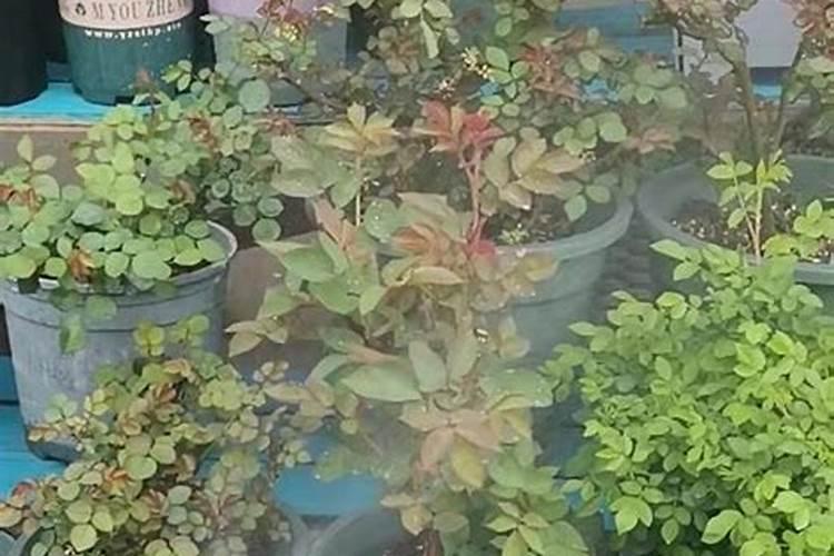 水生蔬菜有哪些品种