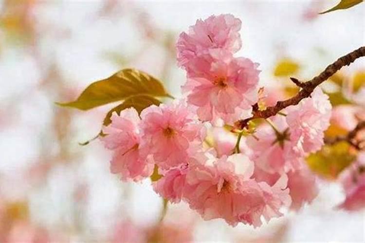 樱花怎么施肥 樱花如何施肥