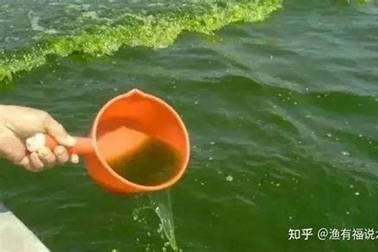 对虾养殖知识:肥水有什么好处？