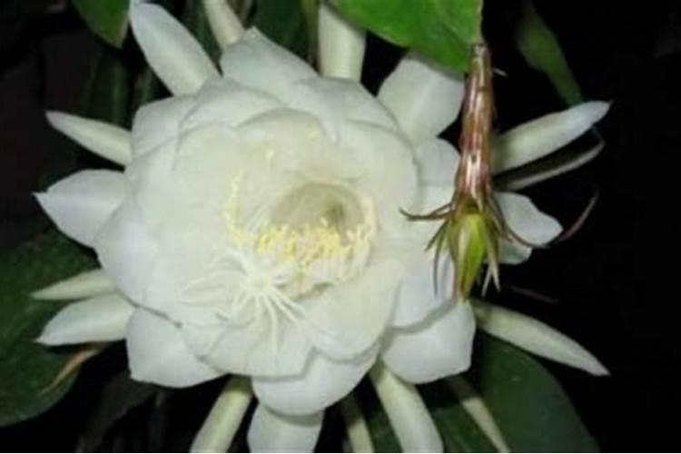 昙花怎么施肥