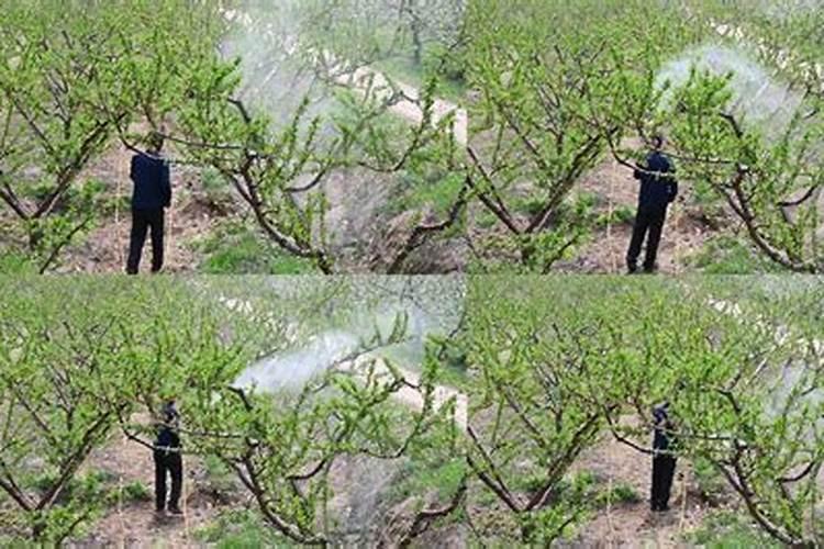 种植桃树的时候,哪些情况下需要喷洒叶面肥？