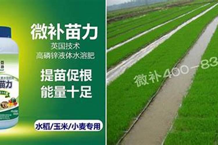 水稻如何做好生长调节 水稻生长调节剂有哪些