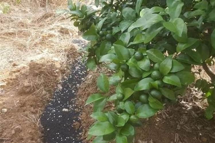 柑橘开花打什么药 除了打药还有其他养护措施吗