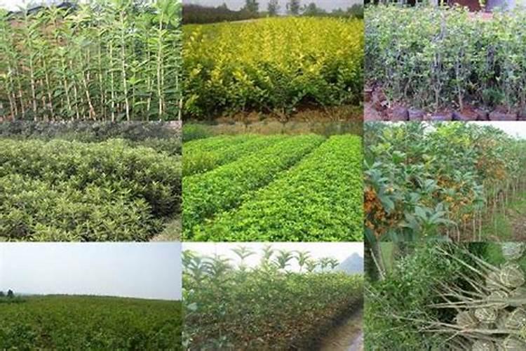 盆栽桂花冬天用施肥吗