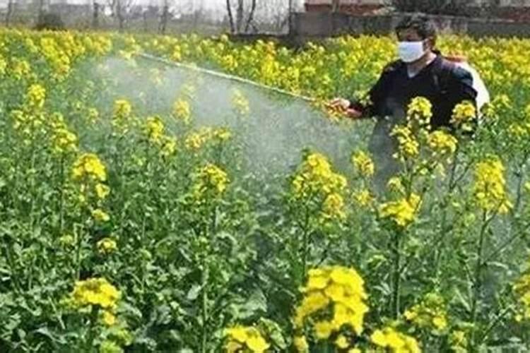 油菜喷施硼肥最佳时期