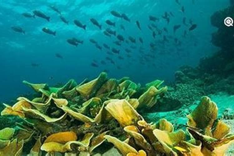 海藻酸肥料功效与特点,是碱性肥料还是酸性肥料