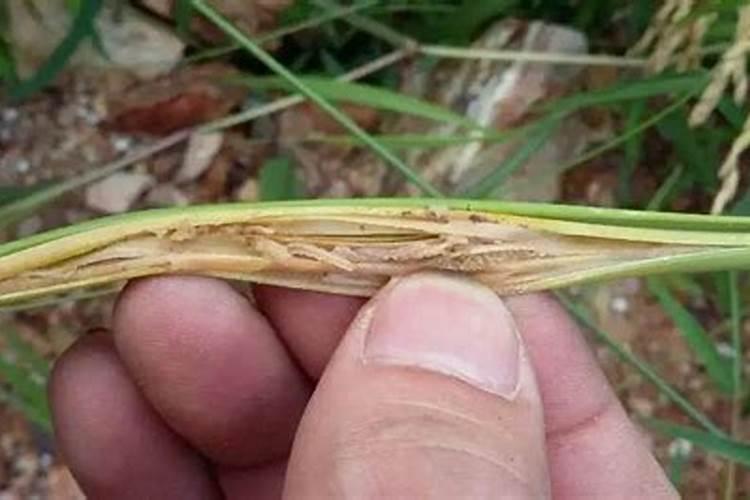 怎样给兰花盆面施吡虫啉？