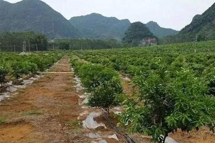 柑橘淋水溶肥比例1000水是多少？