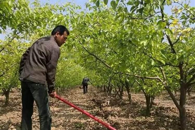 苹果树补钙的叶面肥有哪些苹果树叶面肥一年喷几次都喷什么肥