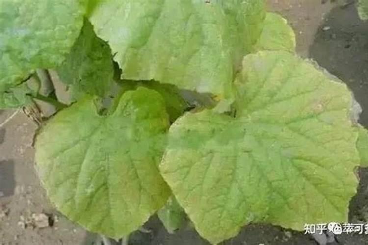 菜叶发黄是缺什么肥？