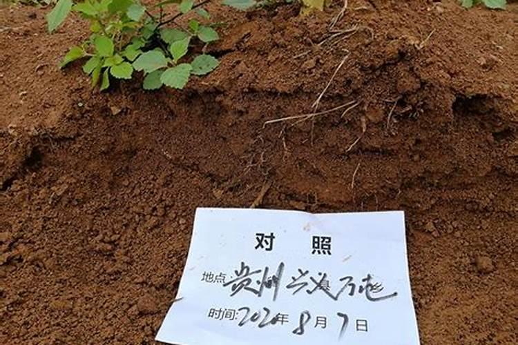 关于Agristar松土促根剂产品说明及特点？