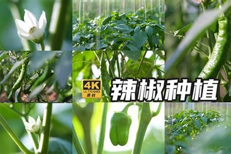 辣椒开花结果期用什么肥料