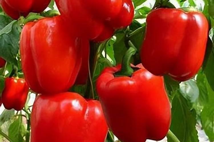 辣椒开花结果期用什么肥料好