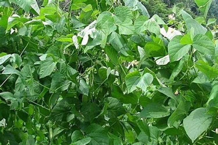 芸豆开花后冲什么肥料