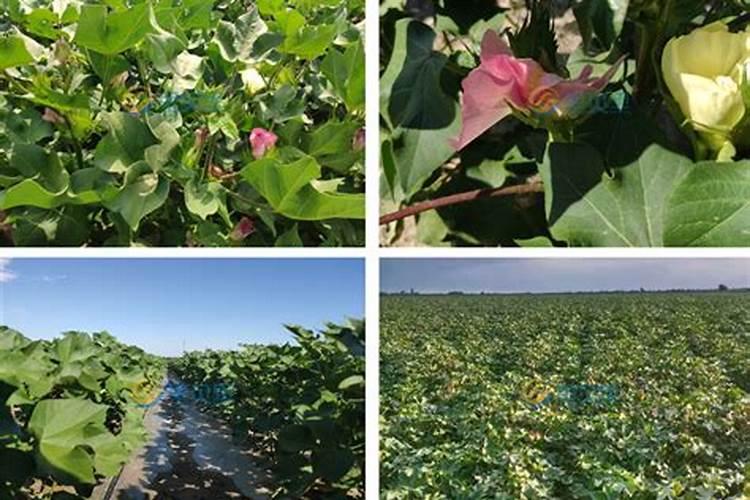袋装大量元素水溶肥棉花叶面喷施用量